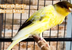Pengaruh Harga Burung Kenari