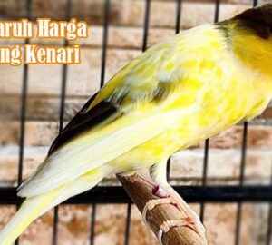 Pengaruh Harga Burung Kenari