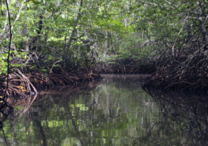 ekosistem hutan mangrove