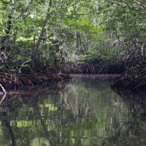 ekosistem hutan mangrove