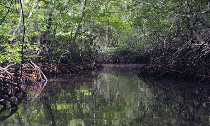 ekosistem hutan mangrove