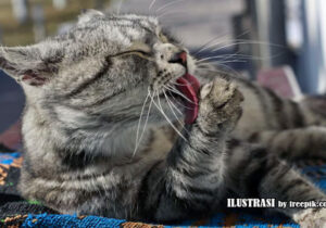 alasan kucing sering menjilat tubuhnya