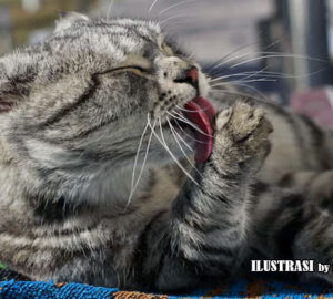 alasan kucing sering menjilat tubuhnya