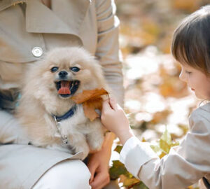 anjing yang cocok untuk anak anak