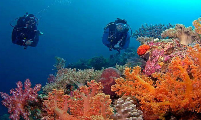 biota laut yang memukau di wakatobi