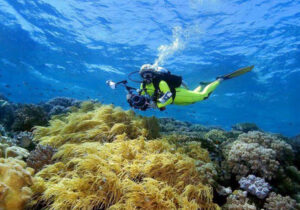 wakatobi surga diving dengan terumbu karang