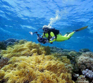wakatobi surga diving dengan terumbu karang