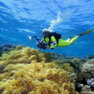 wakatobi surga diving dengan terumbu karang