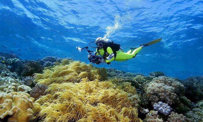 wakatobi surga diving dengan terumbu karang