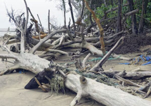 Dampak Kerusakan Ekosistem