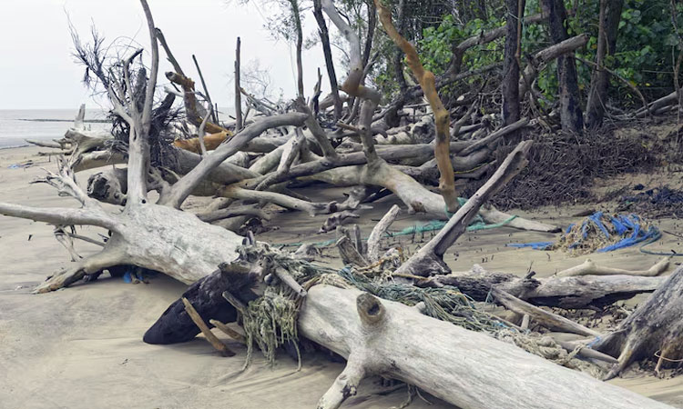 Dampak Kerusakan Ekosistem